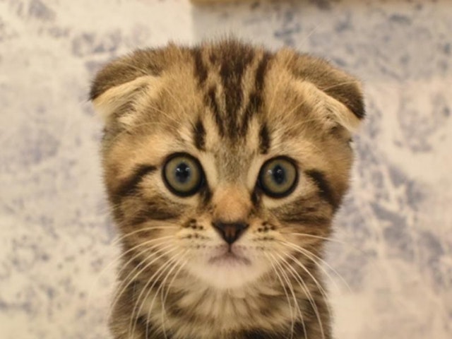 千葉県のスコティッシュフォールド (ペッツワン幕張店/2023年9月24日生まれ/男の子/ブラウンタビー)の子猫